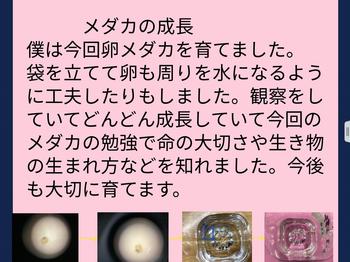 5年理科 メダカのたんじょうの学習 神大寺小学校