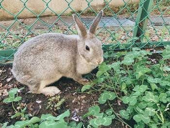 かさまのクッキー☆