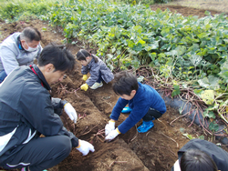 ４・５組さつまいもほり①