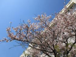 桜