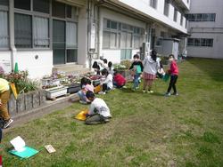 花壇や校庭に咲いている花をスケッチ