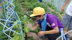 ２年野菜づくり