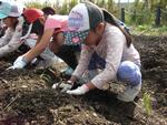 新横浜公園おいもほり（2年生）