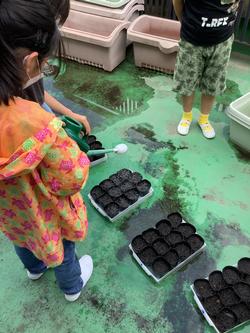 ヘチマ①