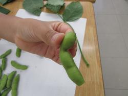 切ったえだまめ