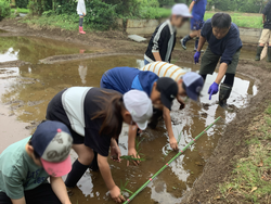 「田植え体験」の様子