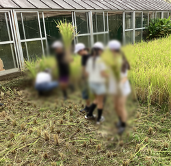 「稲刈り体験」の様子②