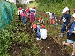 大豆をそだてよう 畑の草ぬき ３年生 三保小学校