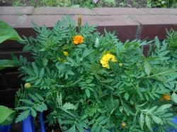 1年生花