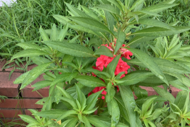 植物の育ちとつくり2 ３年生 六つ川小学校