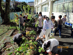 2年 さつまいもの収穫