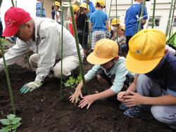 トマトの苗植え