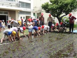 田植え