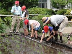 田植え