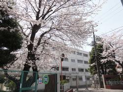 正門の桜