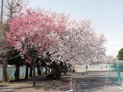 校庭の桜