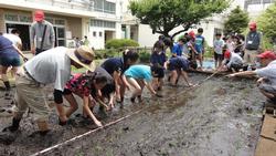 田植え