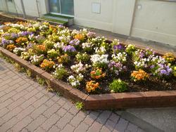 花壇を整備しました 中和田南小学校