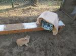 飼育栽培委員会　ウサギが住みやすい環境に