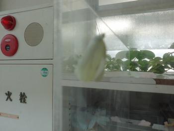 ５月１５日 金 ３年生理科モンシロチョウ羽化 並木第一小学校