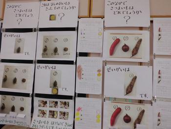 11月17日 火 個別級サツマイモクイズ 小松菜ニュース 並木第一小学校