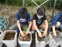 田植え