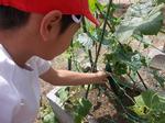 ５・６組　夏野菜を収穫！