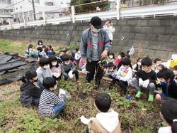 1・２年芋掘り①