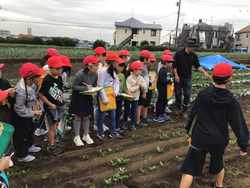 杉山さんの畑見学