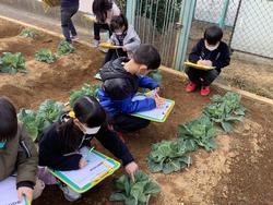 野菜をスケッチする児童