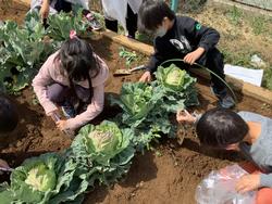 野菜の収穫の様子