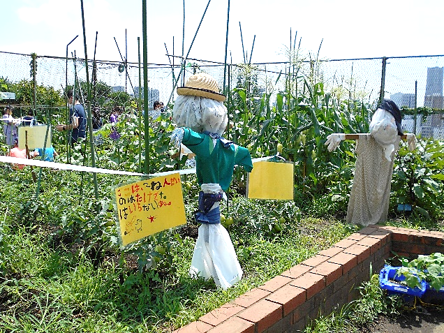 かかし