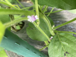 大豆の花