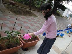 個別級 野菜の観察 芹が谷南小学校