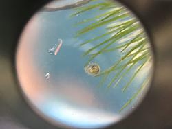 ５年 メダカのたんじょう 芹が谷南小学校