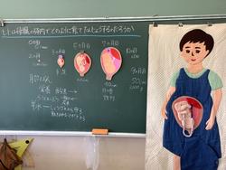 5年 ヒトのたんじょう 芹が谷南小学校