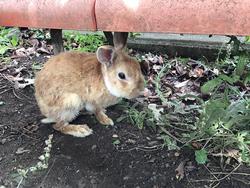 飼育小屋より