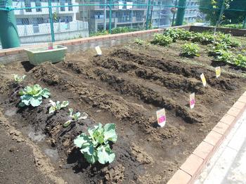 学年の花だんの場所です