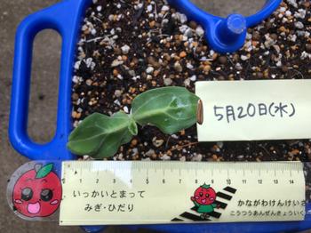 ヒョウタンの芽