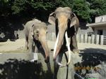 金沢動物園のぞう