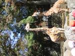 金沢動物園のきりん