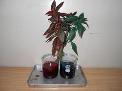 植物の養分と水 6年生 篠原小学校