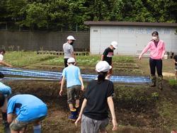 田植え