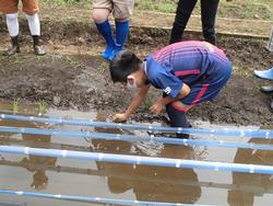 田植え