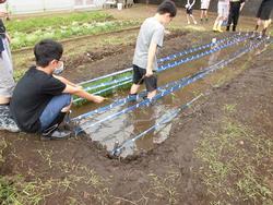 田植え