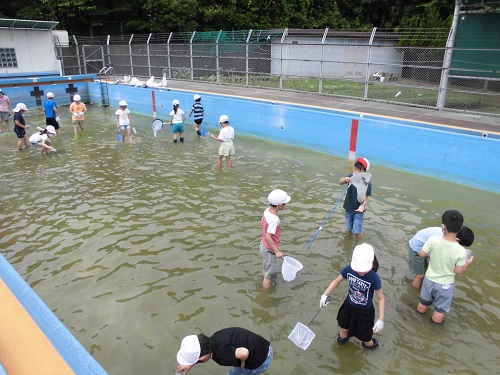 ヤゴとり