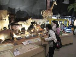 生命の星・地球博物館
