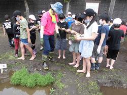 田植え