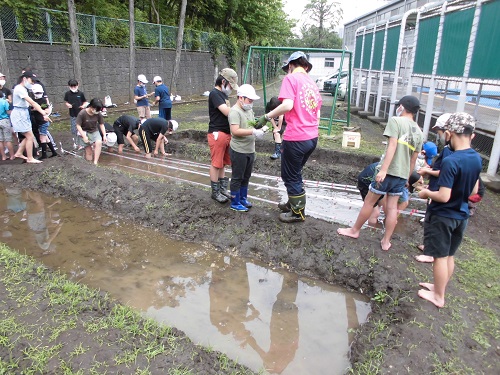 田植え