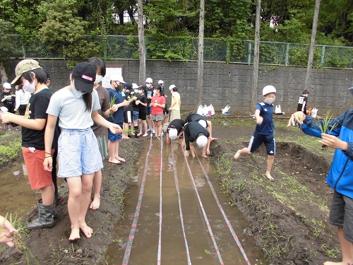 田植え